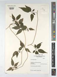 Image result for Equilabium laxiflorum