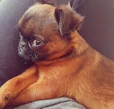 Da Face This The Baby Is Giving Some Serious Side Eye Griffon Dog Brussels Griffon Cute Dogs