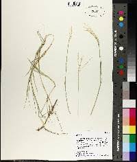 Image result for Cynodon incompletus