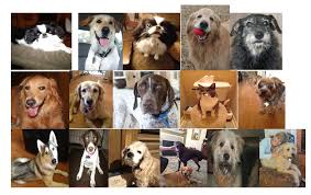 Angelscare pet sitting charges $50 per night for overnight services. Overnight In Home Pet Care Sitting Sitter In Cibolo Tx Hill Country Pet Sitters Plus