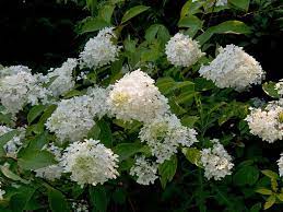 Check spelling or type a new query. Little Lamb Hydrangea