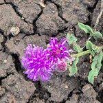 Image result for Erlangea