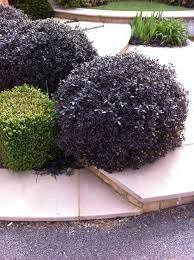 Satisfaction guaranteed · delivery today · sitewide sale I Love These Pittosporum Tenuifolium Tom Thumb Which Make An Interesting Alternative To The Usual Box Balls The You Garden Shrubs Plants Landscaping Plants