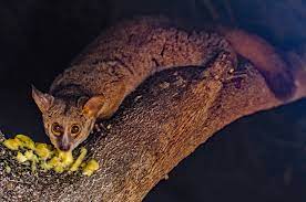 Check spelling or type a new query. Galago Wikipedia