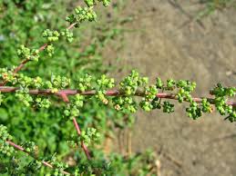 Image result for Suaeda