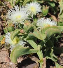 Image result for Mesanthemum africanum