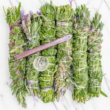Image result for lavender cuttings