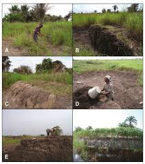 Image result for Phacelurus gabonensis