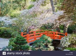 Beautiful Cherry Blossom At Japanese Garden Of Descanso Garden Los Angeles California Stock Photo Alamy