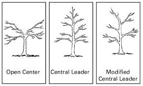 Generally, you should prune at planting time and you should take away 1/3 of your tree through pruning every year after that. Pruning Fruit Trees Noble County Agriculture Natural Resources