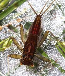 Image result for Macrotyloma stenophyllum