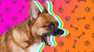 Maybe you would like to learn more about one of these? Why Your Dog Won T Stop Barking At Night And How To Stop Them Sheknows