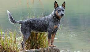 Breed Profile Australian Cattle Dog Lovepets