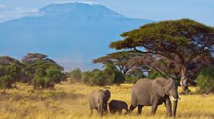 Wie wird mein kenia urlaub zu einem individuellen urlaub kenia? Pauschalreisen Kenia Die Gunstigsten Angebote Bei Holidaycheck