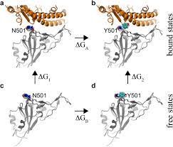 N501y.has been found in other countries, including the united kingdom. Molecular Mechanism Of The N501y Mutation For Enhanced Binding Between Sars Cov 2 S Spike Protein And Human Ace2 Receptor Biorxiv