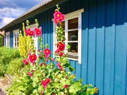 Schweden Reisetipp Kivik Mein Lieblingsort In Skane Reisen Schweden Urlaub Schweden