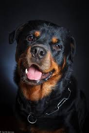 Rottweiler Panosundaki Pin