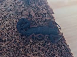 Check spelling or type a new query. Florida Bark Scorpion Centruroides Gracilis Zoochat