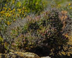 Image result for Hypertelis salsoloides