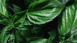 By jennifer armentrout fine cooking issue 51. Basil 101 What It Does To Your Body The Different Types To Enjoy And More Everyday Health