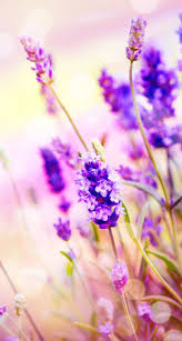 Lilac Flower Lavender Wallpaper Fotografi Alam Latar Belakang Pemandangan Abstrak