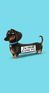 Pin By Brenda Guffey On Funny Things Dog Wallpaper Iphone Dog Wallpaper Funny Wallpapers