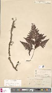 Image result for Davallia chaerophylloides