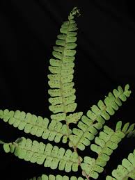 Image result for Didymochlaena truncatula