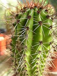 The flowers and buds are also edible. Stenocereus Wikipedia