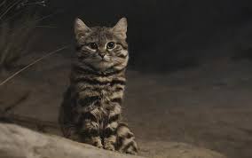 ‪This Petite Cat Is the World's Deadliest. Mini-Series 'Super Cats' Shows  You Why‬‏