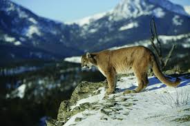 Native to the americas, its range spans from the canadian yukon to the southern andes in south america and is the most widespread. Alabama Cougars Sorting Fact From Fiction Alabama Cooperative Extension System