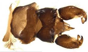 Geser kacamata yang digunakan anjing ke anak perempuan, lalu lalat akan muncul, dan klik lalat tersebut. Ilmuwan Temukan Lalat Aneh Dengan Penis Bercabang