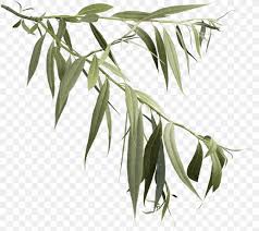 Maybe you would like to learn more about one of these? Weeping Willow Tree Drawing Png 989x883px White Willow Bark Branch Daphne Willow Drawing Download Free