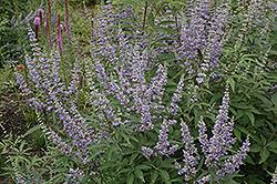 Image result for Vitex franceseana
