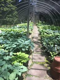 We are currently booked for the 2021 spring season, and are unable to accept any more orders until we know more of what the year will bring. Secret Gem Of A Hosta Nursery