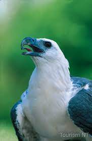 Like many raptors, the female is slightly larger than the male and can measure up to 90 cm long with a wingspan of up to 7.2 feet and weigh 4.5 kg. White Bellied Sea Eagle First Stop Singapore