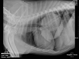 Symptoms of lung cancer (adenocarcinoma) in dogs there are many symptoms that are general in nature, such as weakness and loss of appetite, so it is sometimes difficult to know when your dog is really ill enough for a trip to the veterinarian's office. Lung Cancer In Dogs What To Expect Cancerwalls
