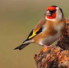 Pin De Michelangelo Salamone En Cardellini Jilguero Diamante De Gould Ornitologia