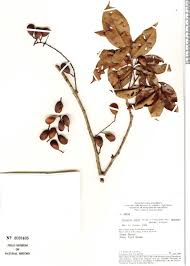 Image result for Connaraceae