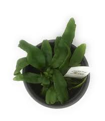 Image result for Microsorum scolopendria