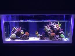 Check spelling or type a new query. Lighting For 55 Gallon Reef Tank Reef Central Online Community