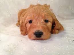 Browse thru our id verified puppy for sale listings to find your perfect puppy in your area. Iowa S Top Goldendoodle Breeder Purebredpups