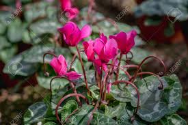 Gratis per usi commerciali attribuzione non richiesta senza copyright. Immagini Stock Bei Fiori Rosa Ciclamino E Fiori D Inverno Cyclamen Persicum Image 73304003