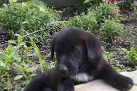 Golden retriever mix puppies missouri. Cute Friendly Red Heeler Golden Retriever Mix Puppies For Sale In Waco Texas Classified Americanlisted Com