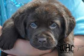 Diamond j british labs, llc. Pin By A D On Lab Puppies Lab Puppies Labrador Puppies For Sale Puppies