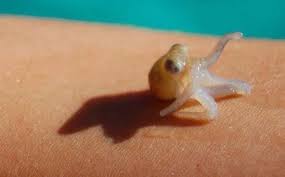 Baby Octopus Baby Animals Animals Baby Octopus