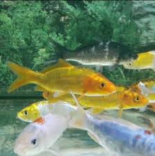Jual beli ikan hias murah online terlengkap, aman & nyaman di tokopedia. Ikan Hias Murah Semarang Home Facebook