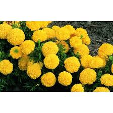 Biji bunga tahi ayam dapat diperoleh dengan. Buy Seeds Benih Marigold Flower Seeds Benih Bunga Tahi Ayam Sp33 Seetracker Malaysia