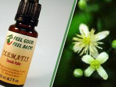 We did not find results for: Bach Flower Clematis