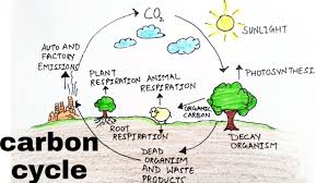 We did not find results for: B Draw Well Labeled Diagram Of 1 Carbon Cycle 2 Neuron
